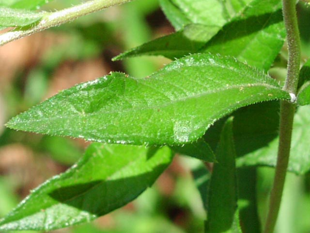 Wedelia texana